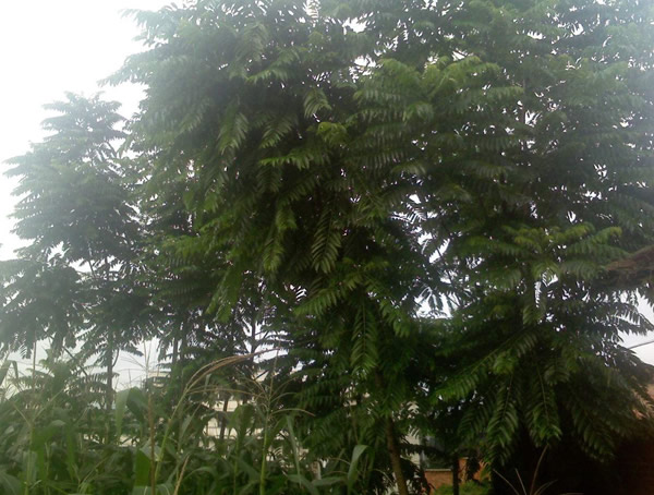 吃香椿的益处和害处分别有哪些？