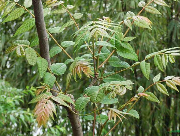 香椿树种植时间是什么时候？
