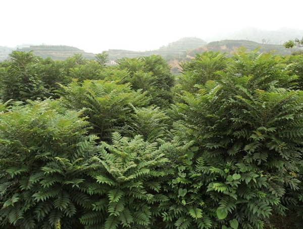 香椿和椿树是同一种树么？