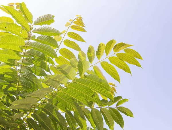 香椿树有什么特点？