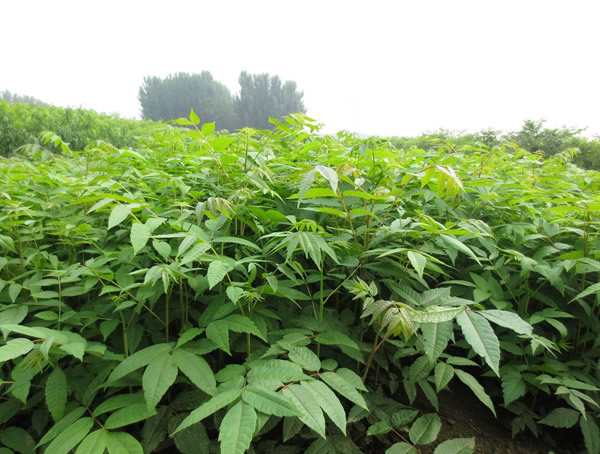 香椿菜苗与香椿芽的区别是什么？