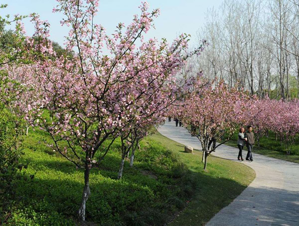 垂丝海棠价格-图片-形态特征-生长习性-主要价值以及植物文化