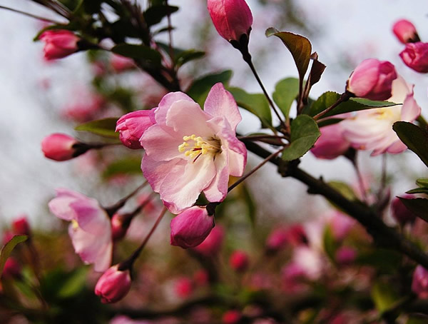 怎样区分垂丝海棠和西府海棠？