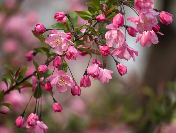 垂丝海棠是乔木还是灌木？