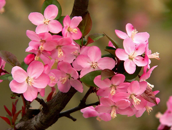 垂丝海棠的果实可以吃吗？