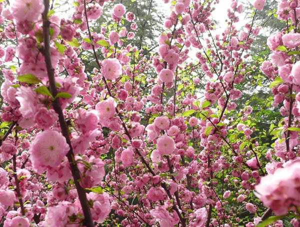 榆叶梅价格-图片-形态特征-生长环境-分布范围以及主要价值