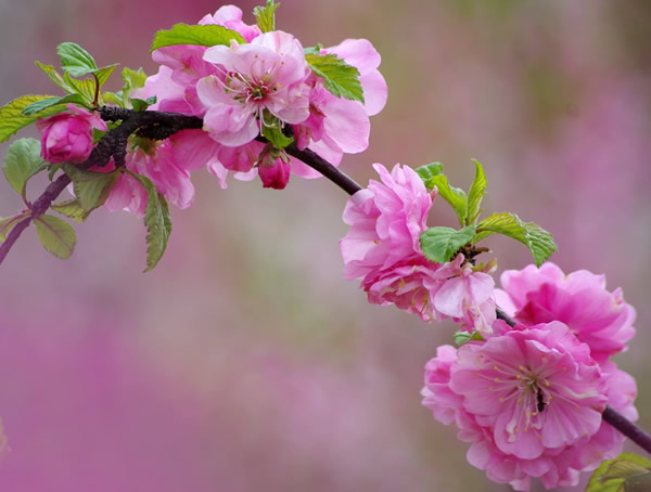 什么是榆叶梅？有哪些特点？