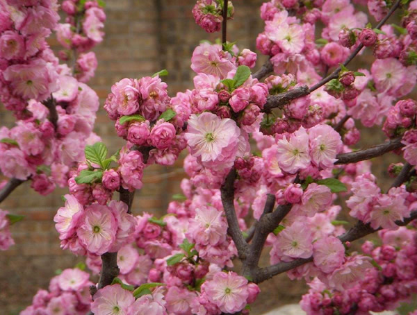 榆叶梅是不是梅花的一种？