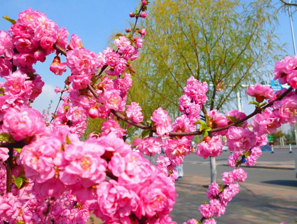 榆叶梅能吃吗？榆叶梅可以食用么？