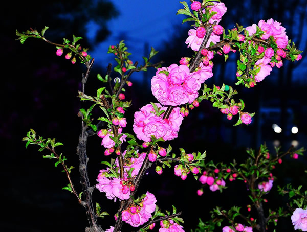 榆叶梅的果实是否有毒，能否食用？