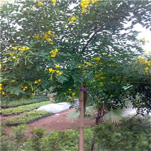 黄花槐报价
