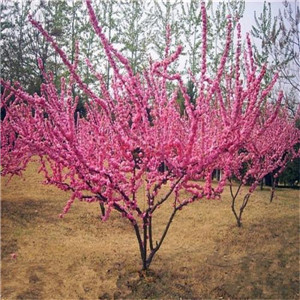红叶碧桃报价