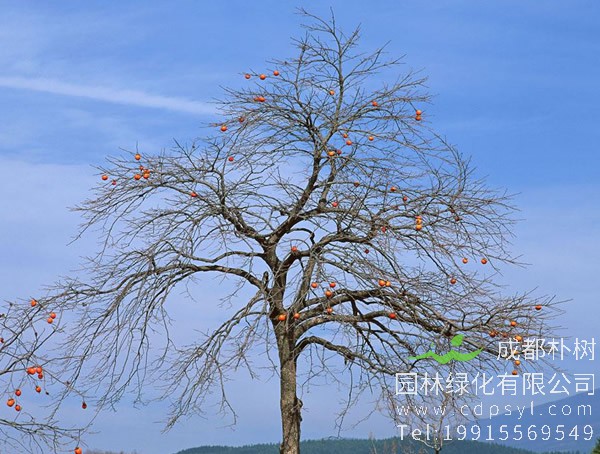 柿子树什么时候移栽最好？