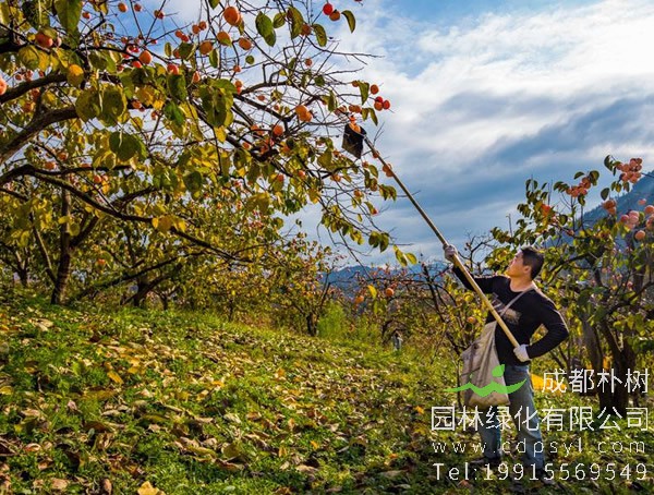 果树中的柿树有哪些品种？