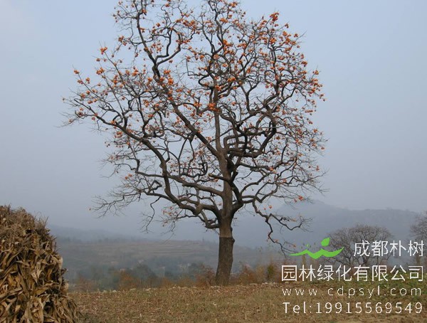 柿子树在开花的时候是什么颜色？