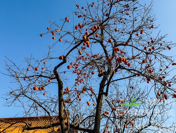 柿子树在养护的时候环割起什么作用？