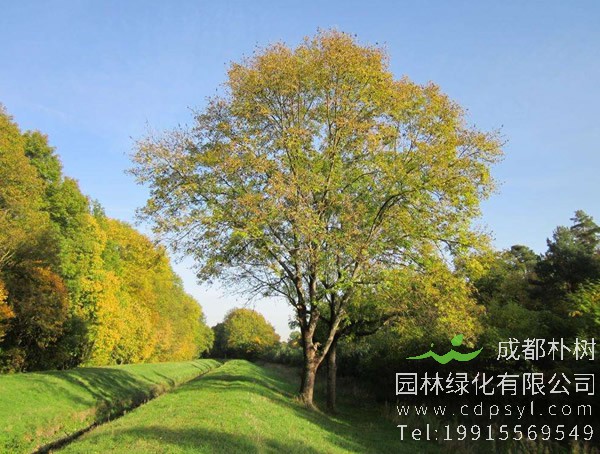 水曲柳价格-图片-形态特征-生长环境-分布范围以及主要价值