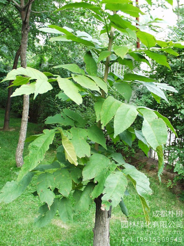 水曲柳属针叶树吗？还是阔叶树？