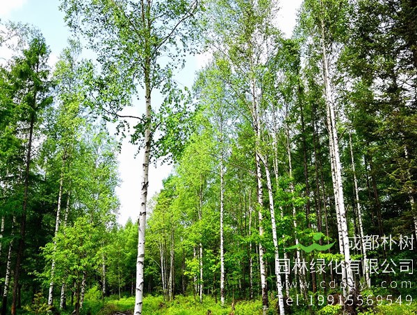 白桦价格-图片-形态特征-生长环境-分布情况-主要价值以及植物文化