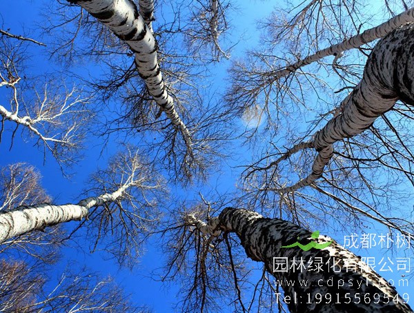 白桦的繁殖方式、栽培技术以及灾病防治方法介绍