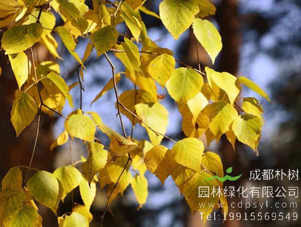 白桦价格-图片-形态特征-生长环境-分布情况-主要价值以及植物文化