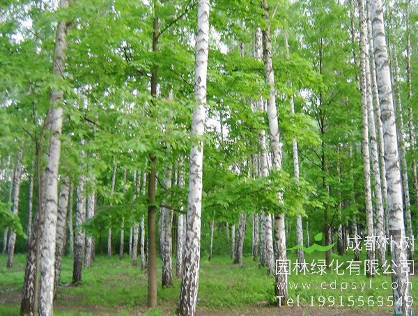 白桦树和白杨树具体有什么区别？