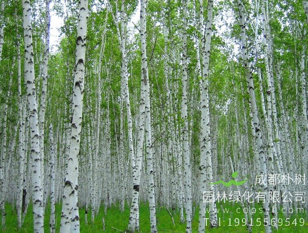 白桦价格-图片-形态特征-生长环境-分布情况-主要价值以及植物文化