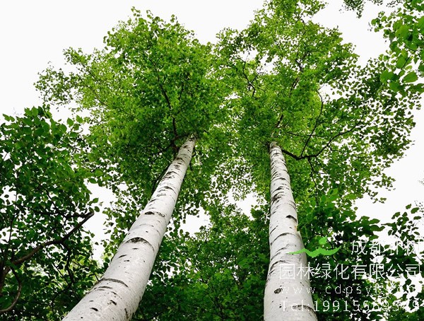 白桦价格-图片-形态特征-生长环境-分布情况-主要价值以及植物文化