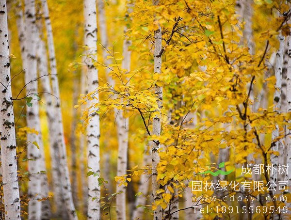 白桦树和银杏树