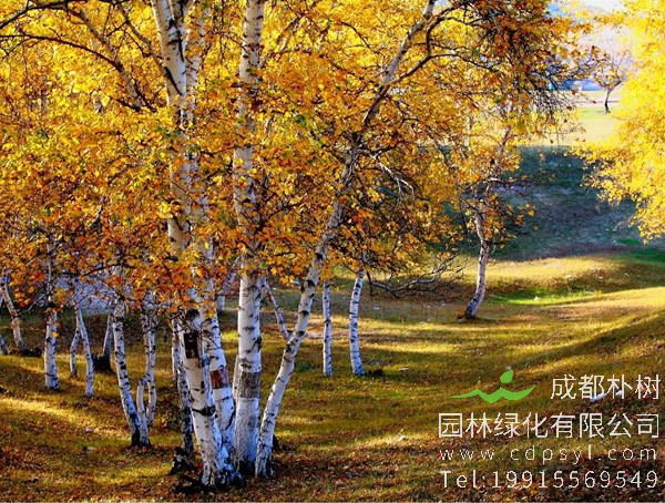 白桦树的叶子是什么颜色？