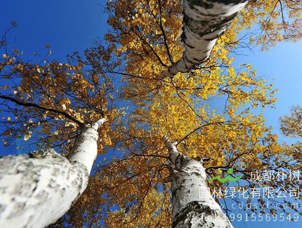 白桦树有怎样的形态特征？