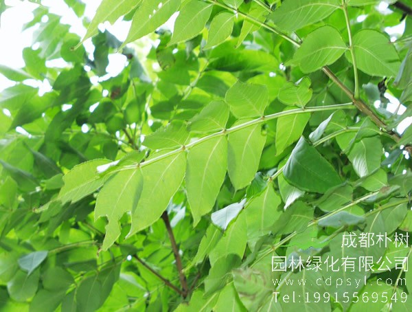 水曲柳价格-图片-形态特征-生长环境-分布范围以及主要价值