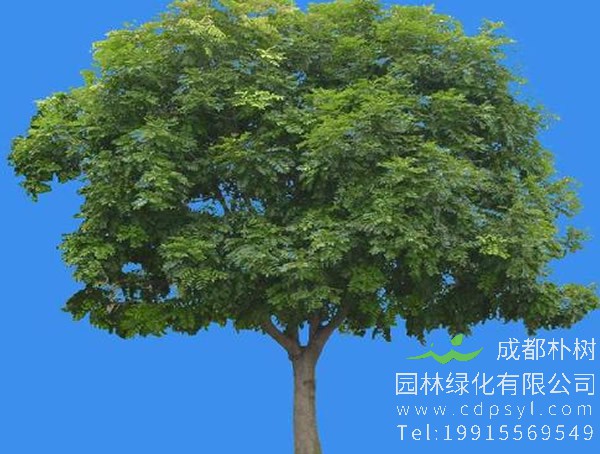 桃花心木的繁殖方式、栽培技术以及病虫防治介绍