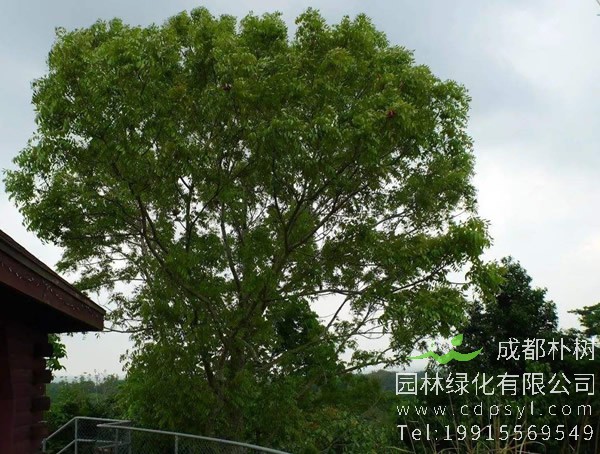 胡桃木和桃花心木的区别有哪些？