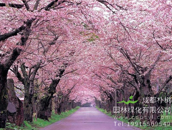 日本樱花价格-图片-形态特征-产地分布-生长习性以及主要价值