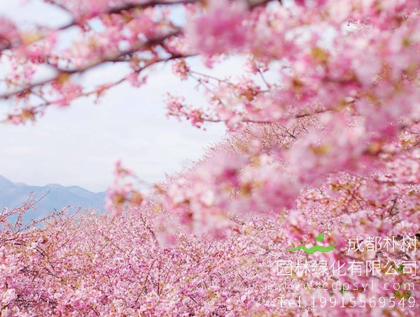 日本樱花价格-图片-形态特征-产地分布-生长习性以及主要价值