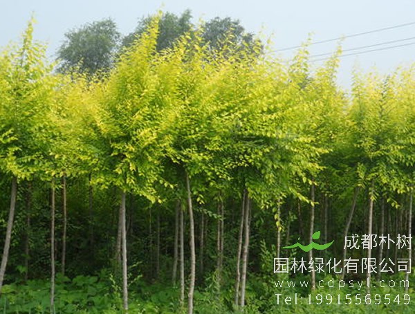 水曲柳属于什么木材？有什么特点？