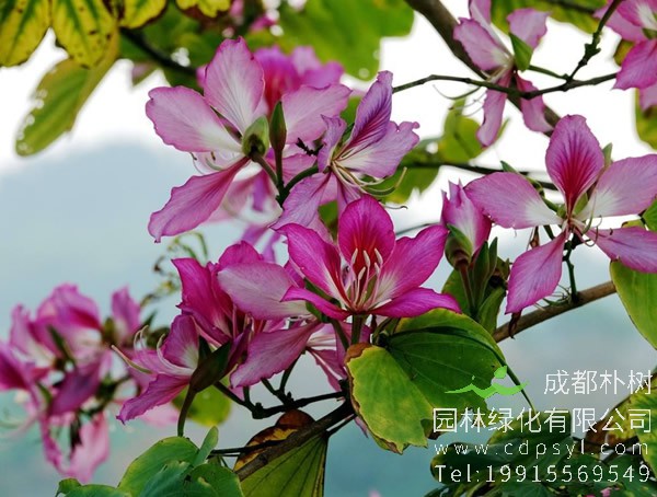 羊蹄甲价格-图片-形态特征-分布范围-生长习性以及主要价值