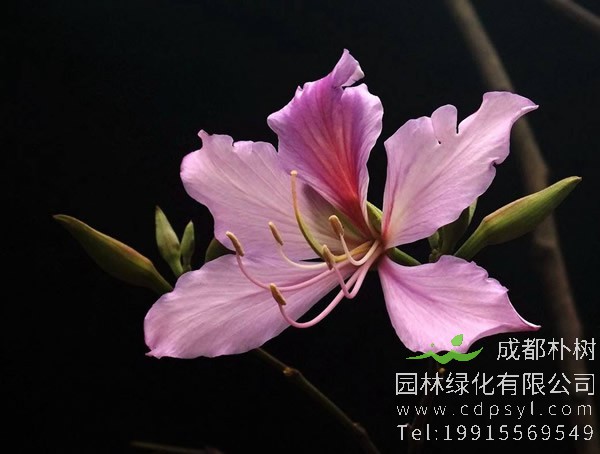 羊蹄甲价格-图片-形态特征-分布范围-生长习性以及主要价值