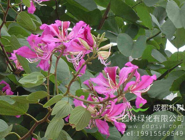 羊蹄甲的繁殖方法、栽培技术以及病虫防治方法介绍