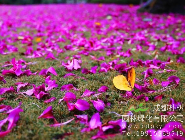 羊蹄甲的繁殖方法、栽培技术以及病虫防治方法介绍