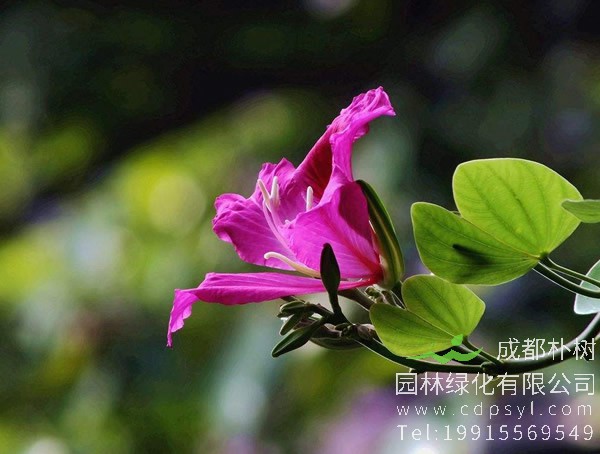 宫粉紫荆、红花紫荆及羊蹄甲的区别有哪些？