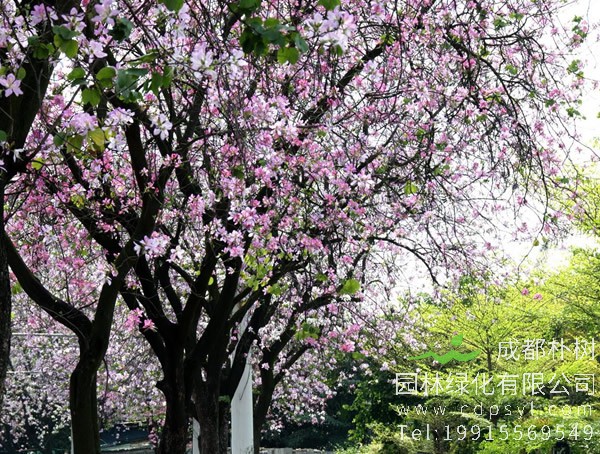 羊蹄甲对环境条件有什么要求？