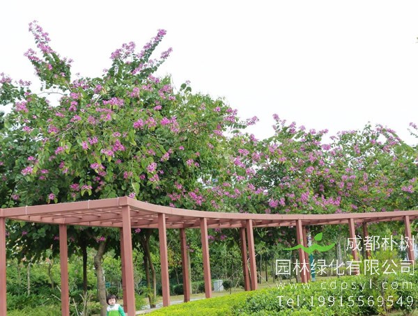 羊蹄甲叶面发黄是什么原因？