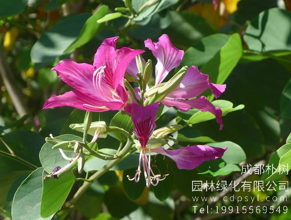 羊蹄甲栽培时应该怎样养护管理？