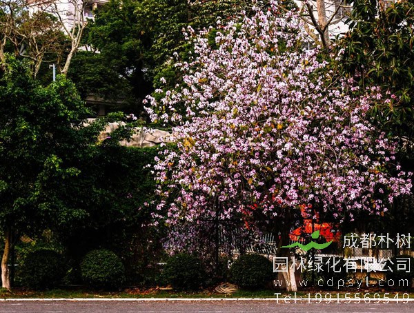 小叶羊蹄甲盆景怎么养？