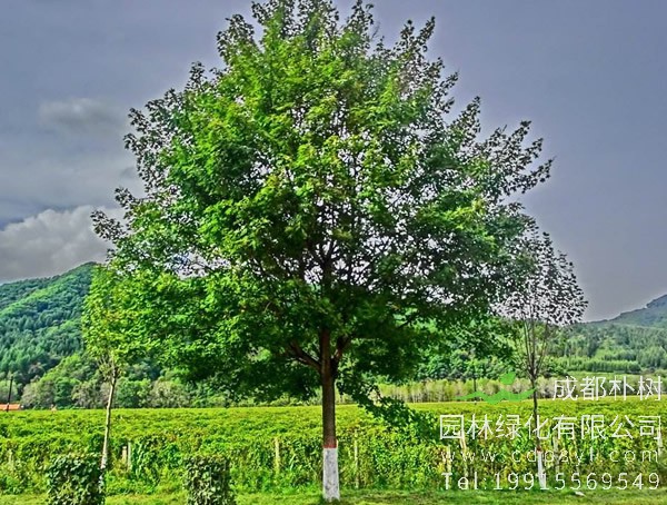 水曲柳价格-图片-形态特征-生长环境-分布范围以及主要价值