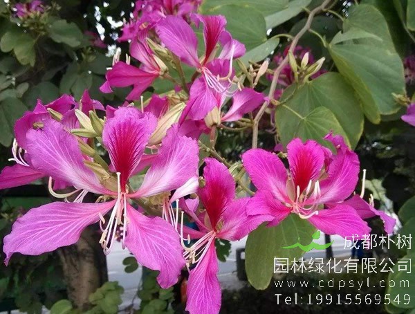 羊蹄甲的功效与作用，野山羊蹄甲有什么用？