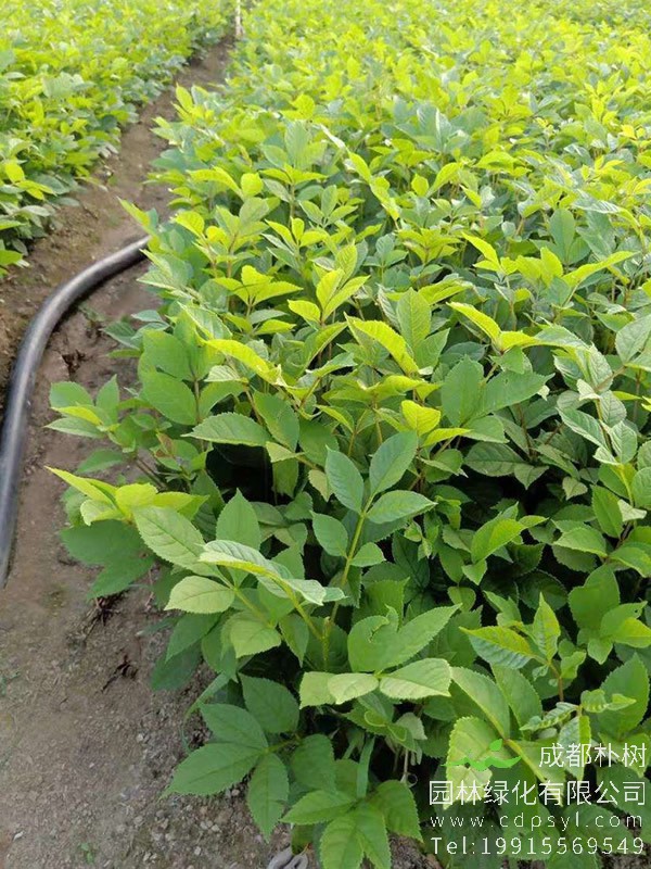 如何辨别红橡木和水曲柳？