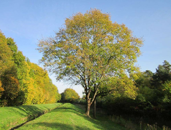 水曲柳价格-图片-形态特征-生长环境-分布范围以及主要价值